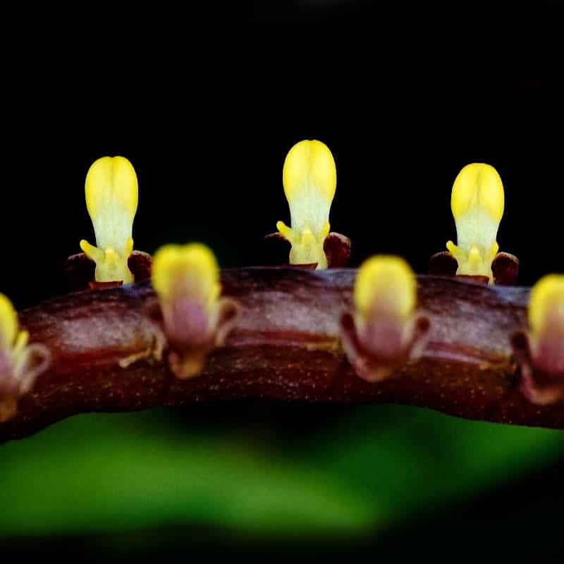 Bulbophyllum falcatum